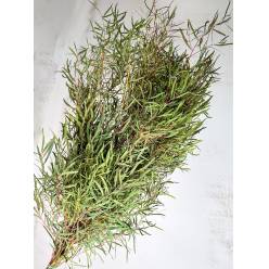 Eucalipto Italia Nicholii 70cm 300gr