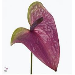 Anthurium Hol. Rembrandt Purple 13  "CC12"