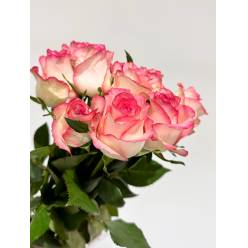 Rosa Hol. Jumilla 50cm "A2"