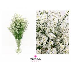 Limonium Nac. Hibrido Blanco 60cm Paq.