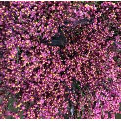 Limonium Nac. Hibrido Rojo 60cm Paq.