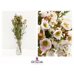 Flor Cera Hol. Moonl Delight 70cm 45gr x5