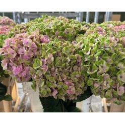 Hortensia Hol. Magic Coral 60cm 16/18 Bic.