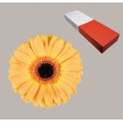Gerbera Hol. Jetset Sal. "T25"