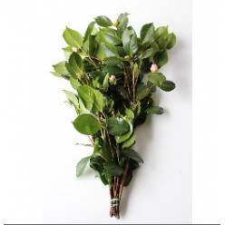 Hoja Camelia 70-80cm