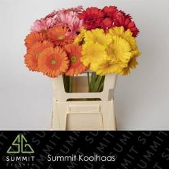 Gerbera Hol. Mixta "T10" (7 Dias-2)