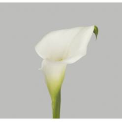 Calla White Present 50cm