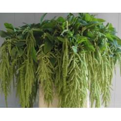 Amaranthus Hol. Viridis 80cm Vd