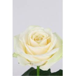 Rosa Hol. Four Seasons+ 50cm x10