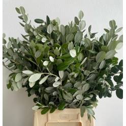 Pittosporum Italia Ralphy 50cm 150gr