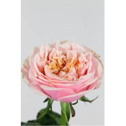 Rosa Hol. Notting Hill 50cm rs.
