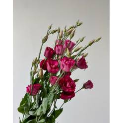 Lisiantus Nac. Fucsia 70cm