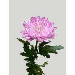 Uniflor Hol. Rossano Rosa 85gr Rs.