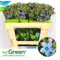 Oxypetalum Tan Pur Blue 40cm Az "T25"