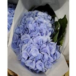 Hortensia Hol. Verena Azul 60cm 16/18cm