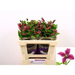 Clematis Inspiration 50cm