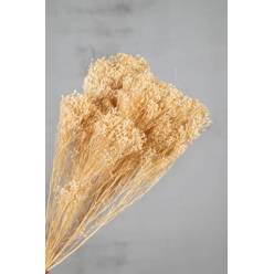 Broom Bloom Seco Crema 50cm 100g