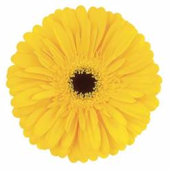Gerbera Hol. Olympic Gold Am. "T25"