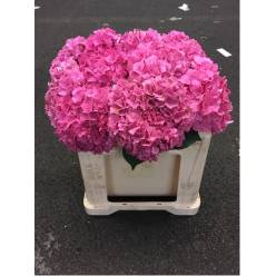 Hortensia Hol. Rodeo Rood 50cm �18/20