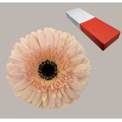 Gerbera Hol. Cafe Del Mar "T25"