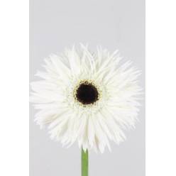 Gerbera Hol. Phantom Bl. "T25"