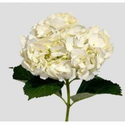 Hortensia Col. Premium Blanca 60cm 17cm x5