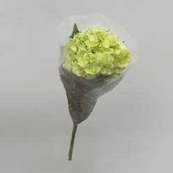 Hortensia Select Green Lemon 60cm 15/16