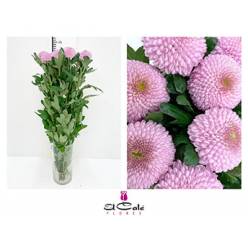 Uniflor Hol. Momoko 85gr