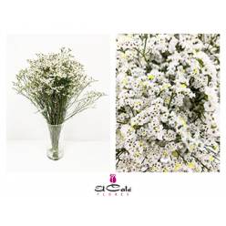 Limonium Hol. Mount Diamond 60cm 20gr "T25" Bl.