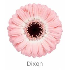Gerbera Mini Hol. Dixon Rs. "T20"