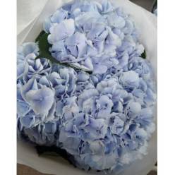 Hortensia Hol. Verena Azul 80cm 20/22
