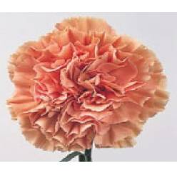 Clavel Col. Select Terra