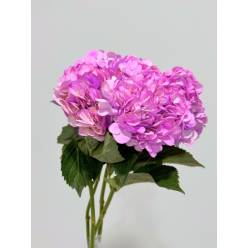 Hortensia Select Tint. lavanda  60cm 15/16