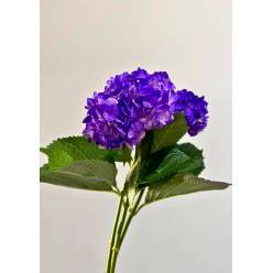 Hortensia Select Tint. Purple  60cm 15/16