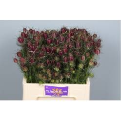 Nige Damas Zaaddozen 40cm "Paquete"