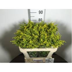 Solidago Carzan Glory 70cm 40gr "T25"
