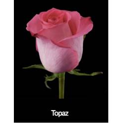 Rosa Col. Topaz 60cm