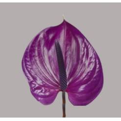 Anthurium Hol. Maravilla �11  "CC16"