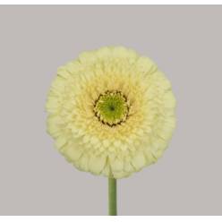 Gerbera Mini Hol. Dotti Ivani BV Cr. "T20"