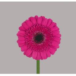 Gerbera Mini Hol. Boost Fu. "T20"