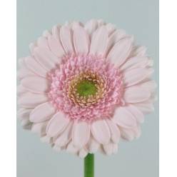 Gerbera Mini Hol. Bridal Kimsey Rs "T20"