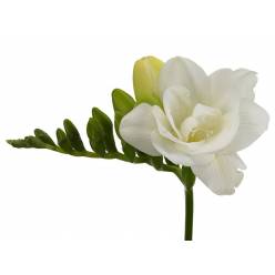 Fresia Hol. Versailles 55cm 20gr Bl. "T50"