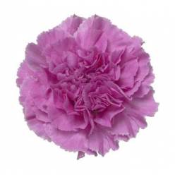 Clavel Col. Fancy Lavanda "T25"