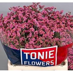 Limonium Hol. Princess Diamond 65cm 25gr "T25" Rs