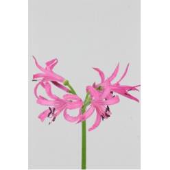 Nerine Ras Van Roon 65cm Mag.