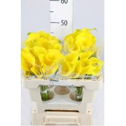 Calla Captain Solo 55cm Amarilla