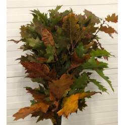 Roble Hol. Rubra Natural 80cm