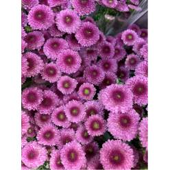 Santini Nac. Calimero Fucsia 70cm