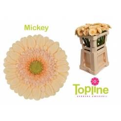 Gerbera Mini Hol. Mickey x20 Cr