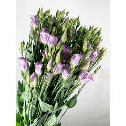 Lisiantus Hol. E Picco Lavanda 70cm 55gr "T10"